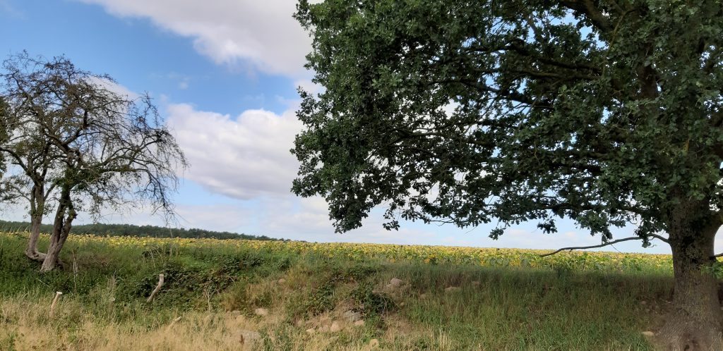 Große Eichen säumen den Weg
