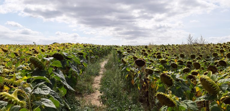 Sonnenblumenweg