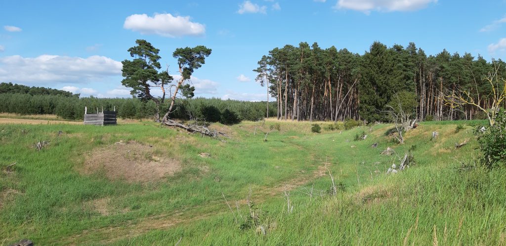Schweinerummel
