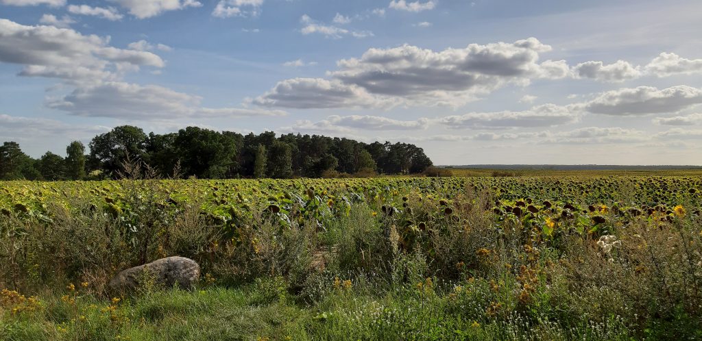 Sonnenblumenfeld